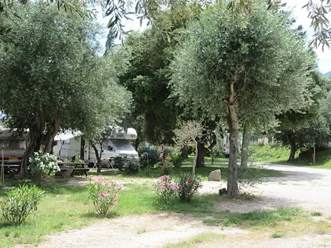 Les Oliviers