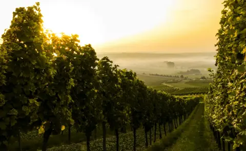Weingut Espenschied Wohnmobilstellplatz