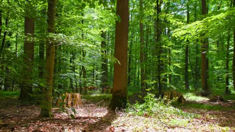 Camping Le Grand Larue