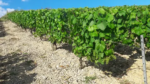 Domaine Alain Geoffrey