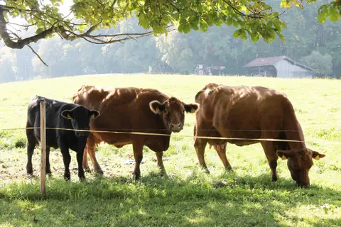 Naturcamping auf dem bauernhof