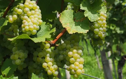 Wohnmobilstellplatz Weingut Schlossmühle