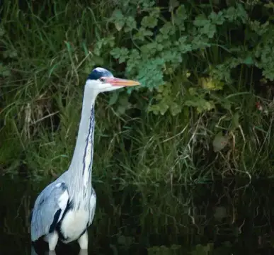 Les Prairies de l’Étang