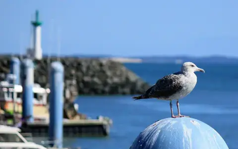 Camping L'Océan