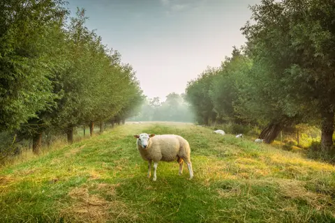 De Bloesem