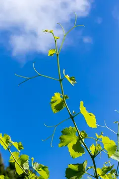 Domaine de Lucena