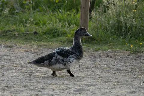 Stal 't Lage Veld