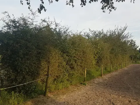 Stal 't Lage Veld