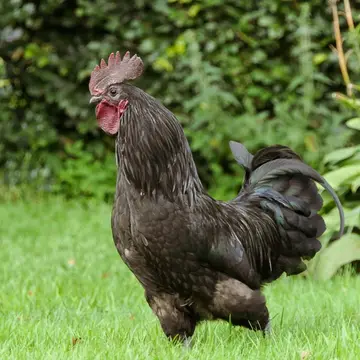 d'n Hendrik
