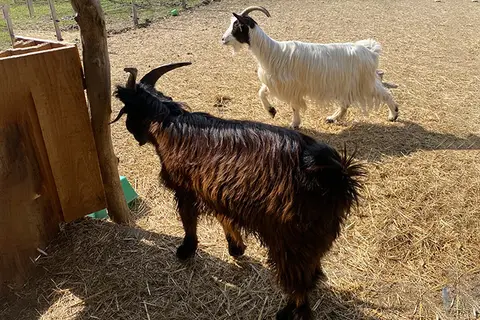 Fargogne