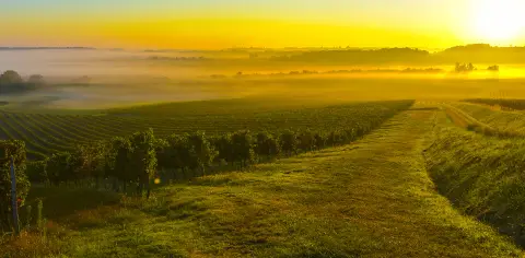 Vignobles Guillaume Bergeon