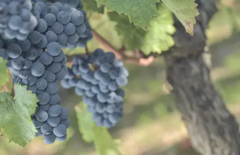 Vignobles Guillaume Bergeon