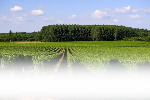 Vignoble des Bergeronnettes