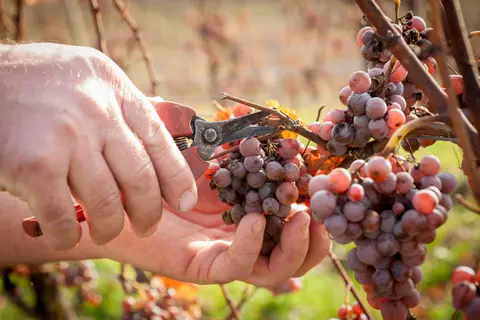 Domaine Maurice Heckmann