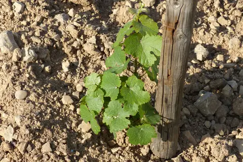 Domaine Maurice Heckmann