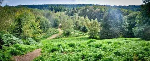 Beech Estate Campsite