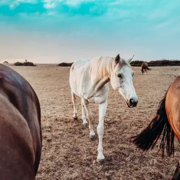 La Ferme des Épis