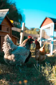 La Ferme des Épis
