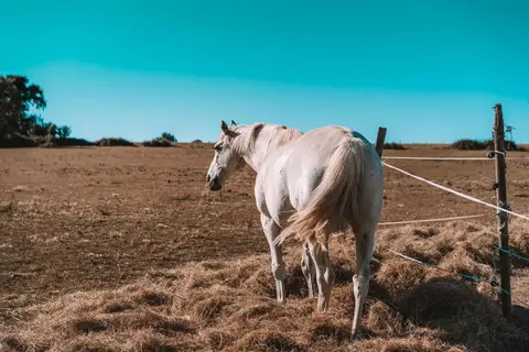 La Ferme des Épis