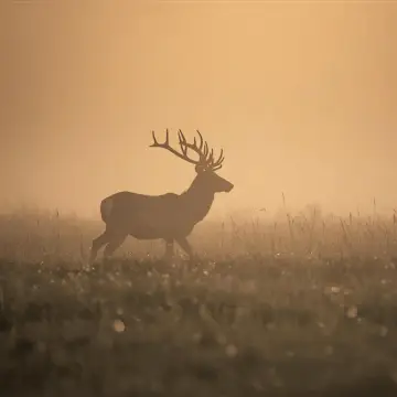 De Zanderij