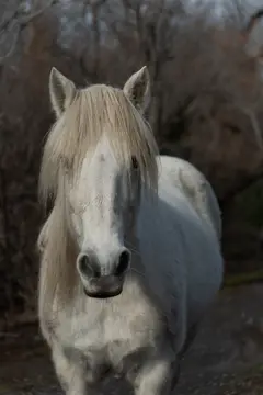 Lodges de Camargue