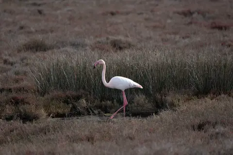 Lodges de Camargue