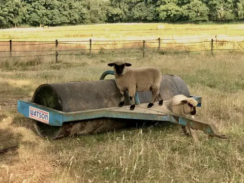 Hazelbank Farm