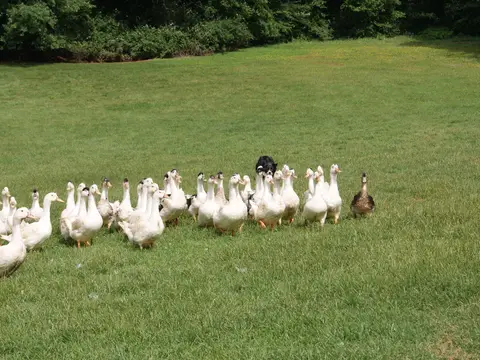 Aire Ferme de Grézelade
