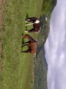 Camping Horse