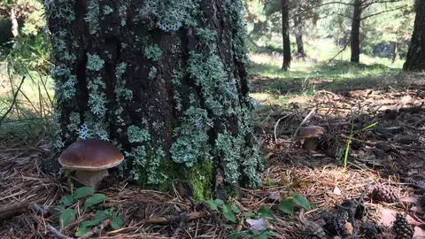 Camping Bellver