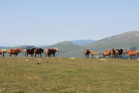 Camping El Paillès