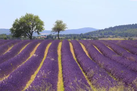 La Sorguette