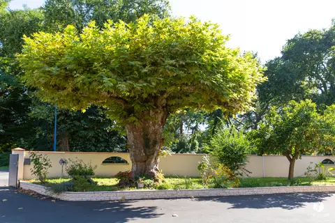 Camping Le Vieux Platane