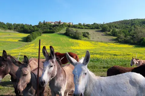 Il Collaccio