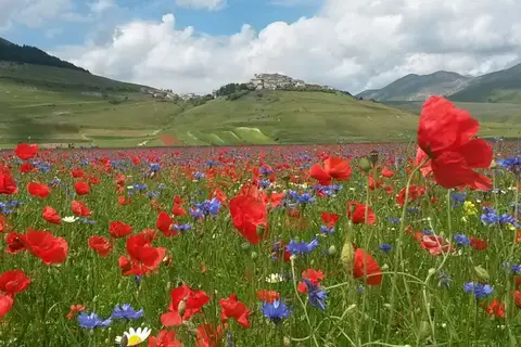 Il Collaccio