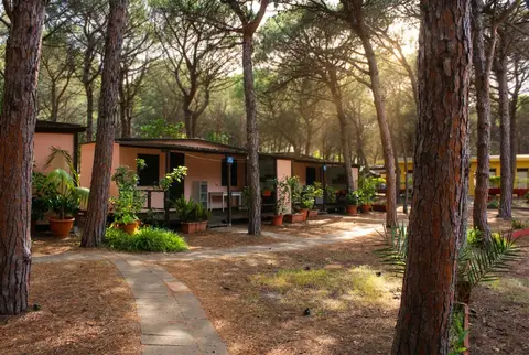 La Mandragola