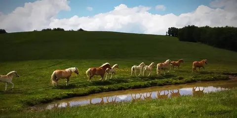 Agriturismo La Cervarola