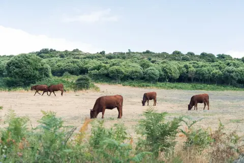 Agricampeggio Elighes Uttiosos