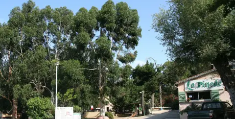 La Pinede