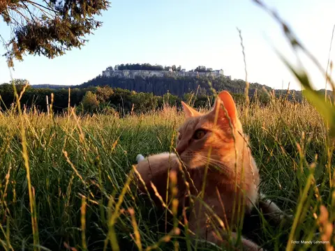Ebenheit