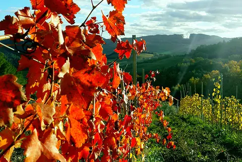 Agricampeggio Podernuovo