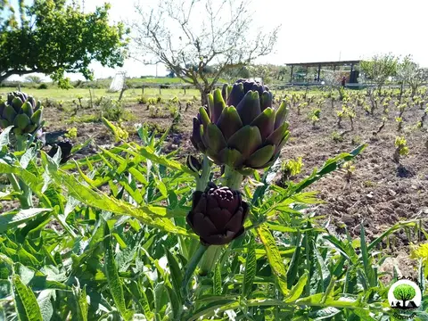 AgriCamping Sophia