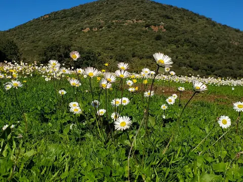 Agricampeggio Mattagiana