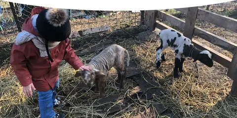 Olly farm