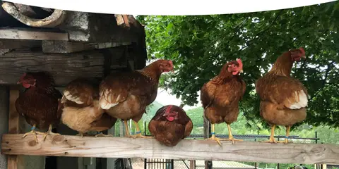 Olly farm