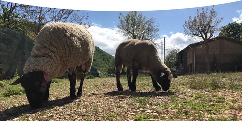 Olly farm