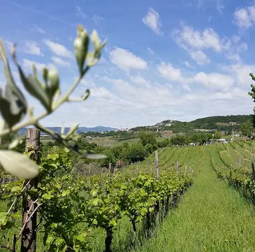 Azienda Ca nova 123;Azienda Agricola Ca' Nova 123
