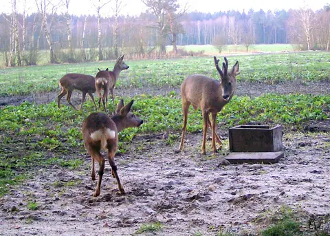 Wohnmobilstellplatz Lutterhof Südheide-Hermannsburg