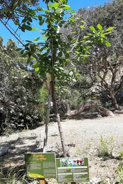 Camping Enfola