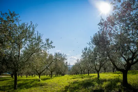 Camping Belvedere